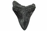 Serrated, Fossil Megalodon Tooth - South Carolina #332269-1